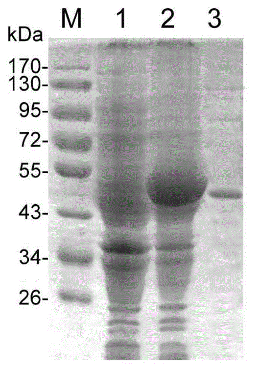 Recombinant antigen protein for diagnosing echinococcosis granulosa as well as preparation method and application thereof