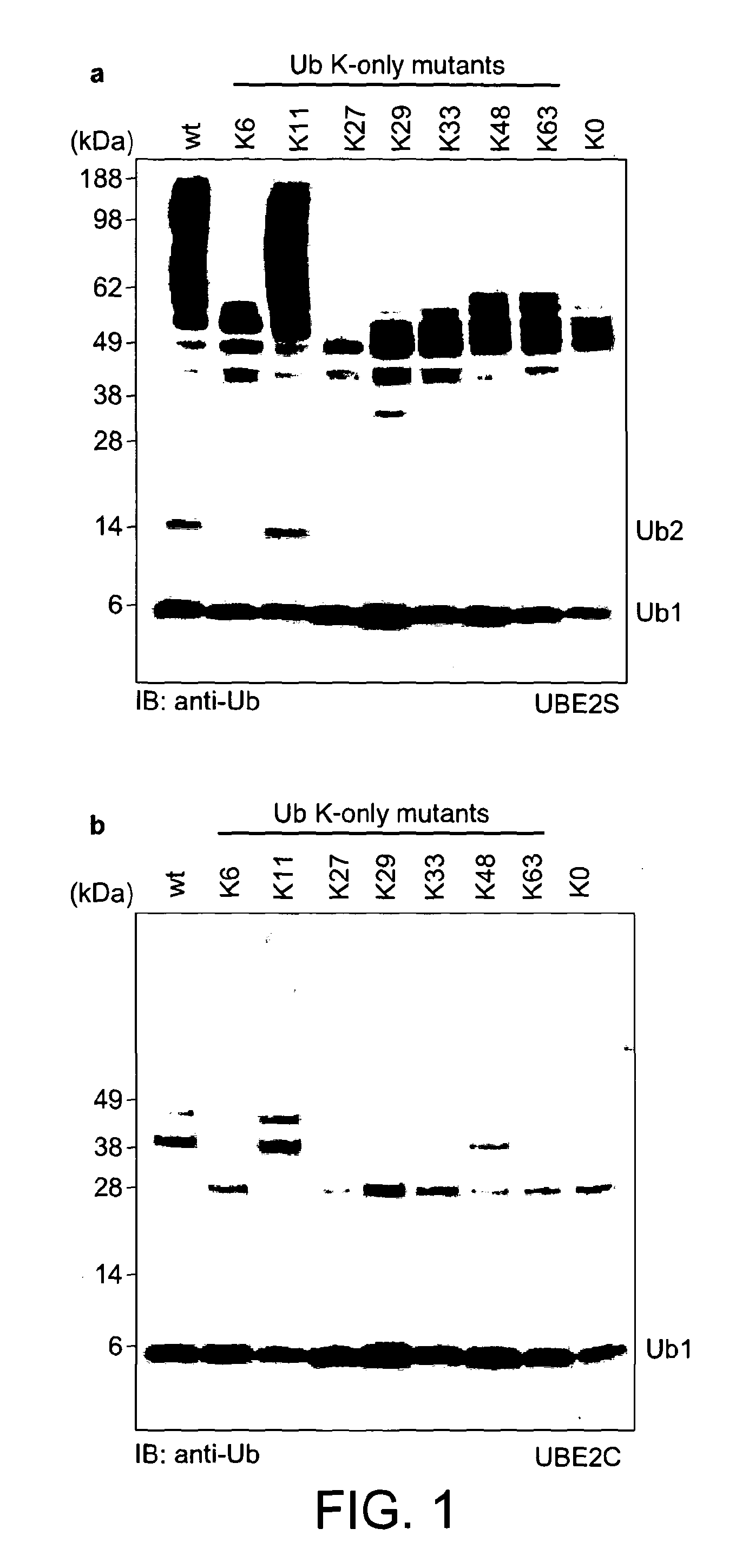 Engineered E2 For Increasing The Content Of Free LYS11-Linked Ubiquitin