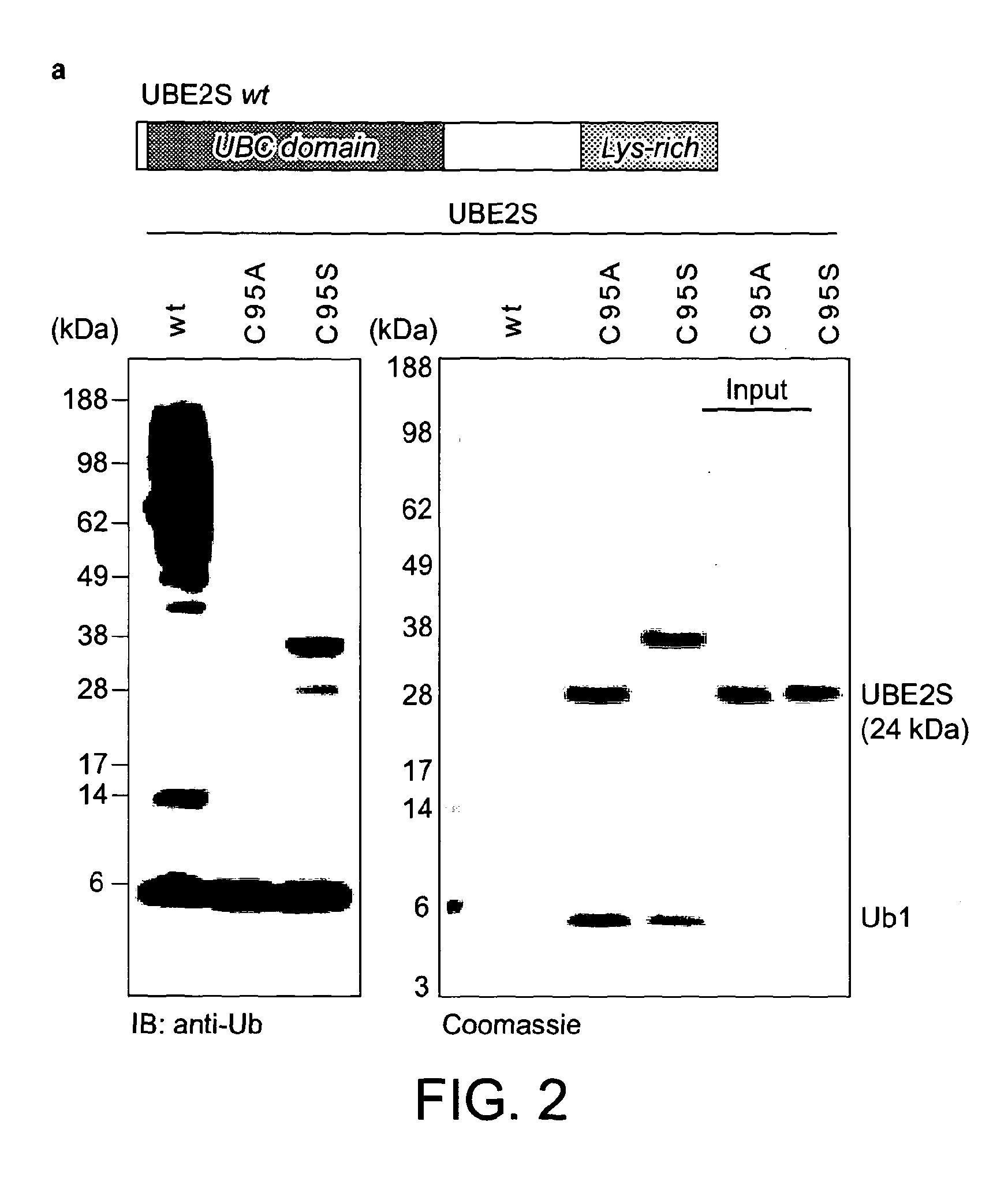 Engineered E2 For Increasing The Content Of Free LYS11-Linked Ubiquitin