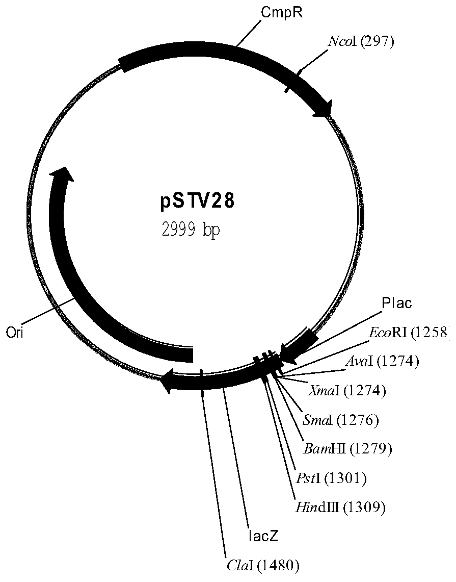 α-Bisabolol synthetic plasmid and its construction method and Escherichia coli engineering strain