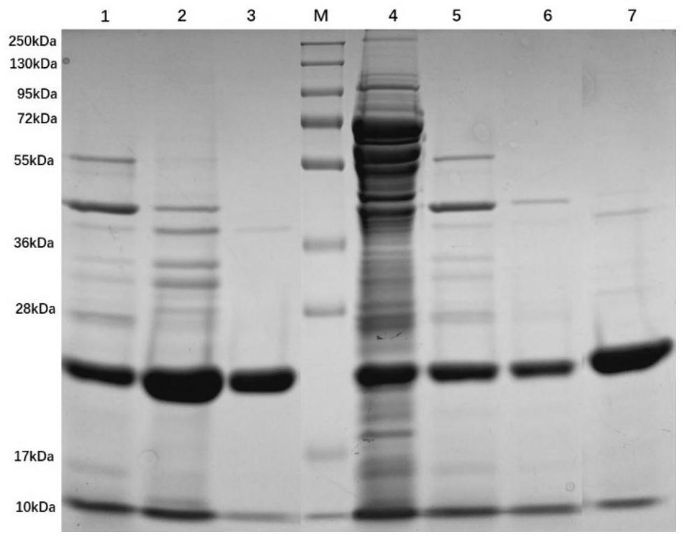 Method for purifying pertussis fimbrillin