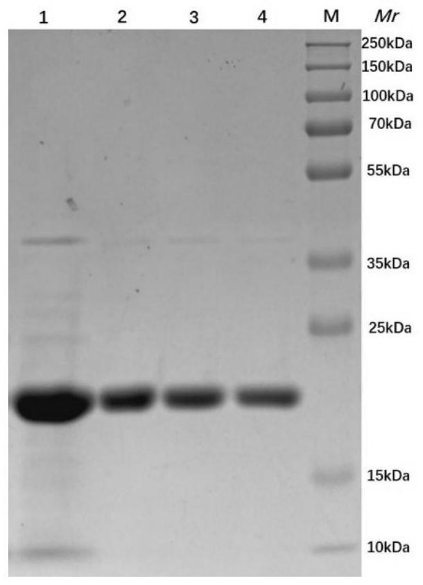 Method for purifying pertussis fimbrillin