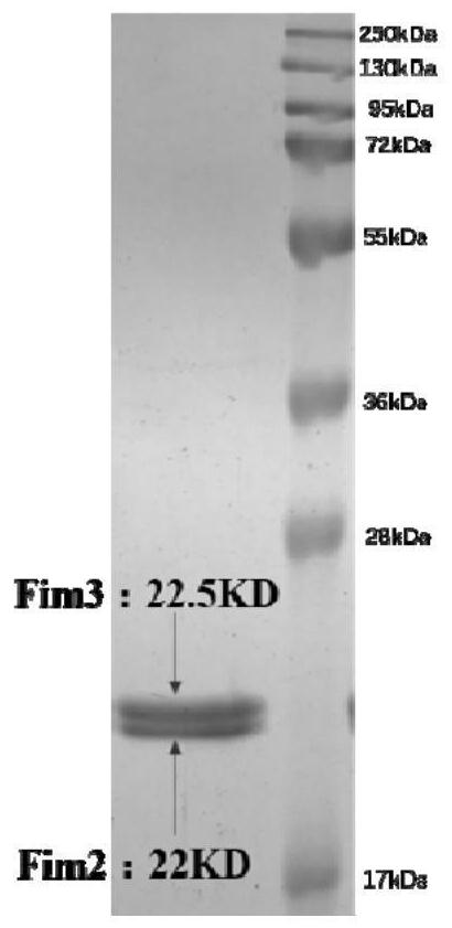 Method for purifying pertussis fimbrillin