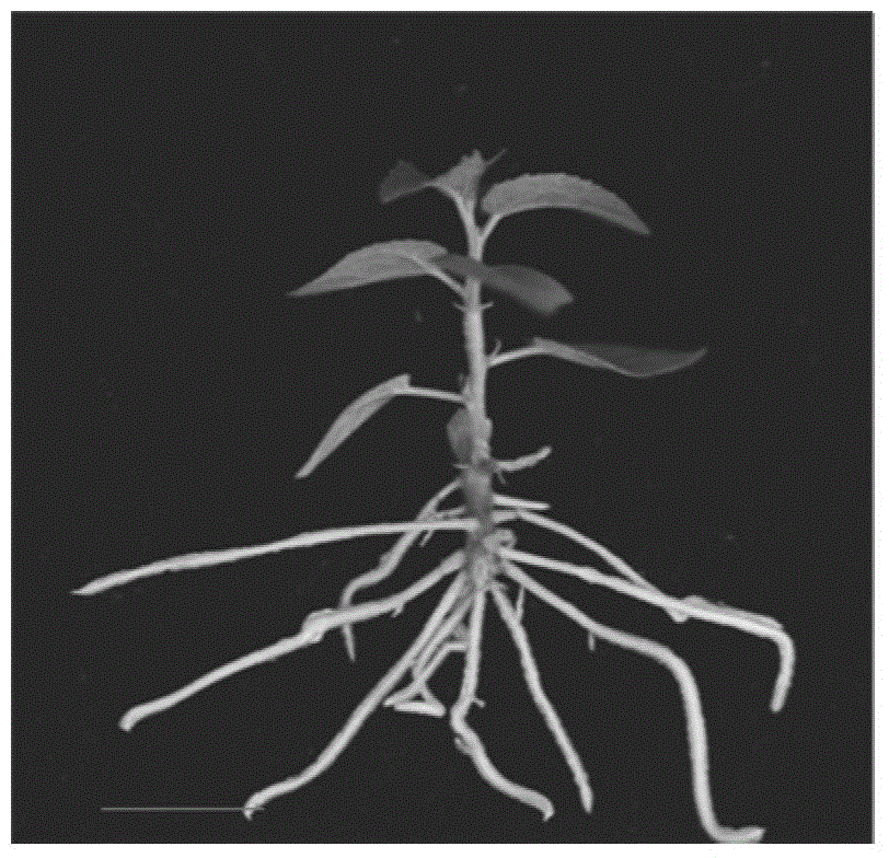 Auxin response factor gene for regulating and controlling adventitious root development of poplar and application thereof