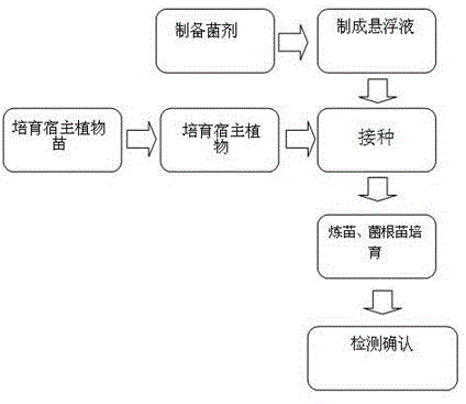 Method for breeding summer truffle root seedling through inoculation of suspension liquid