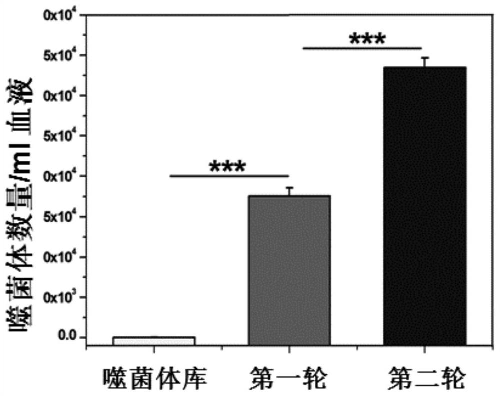 A polypeptide that prolongs the blood circulation time of bacteriophage