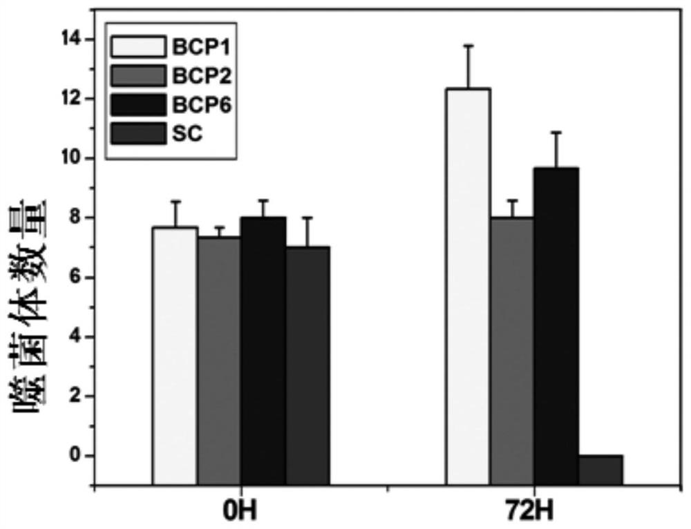 A polypeptide that prolongs the blood circulation time of bacteriophage