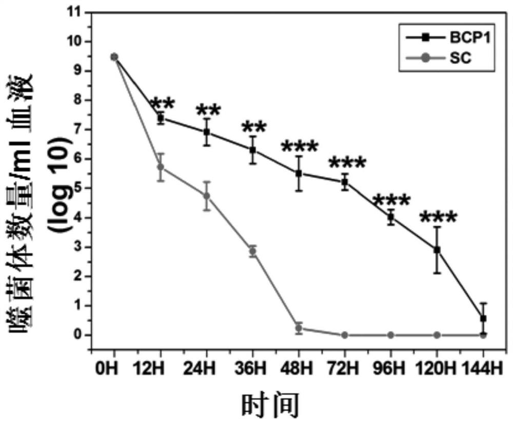 A polypeptide that prolongs the blood circulation time of bacteriophage