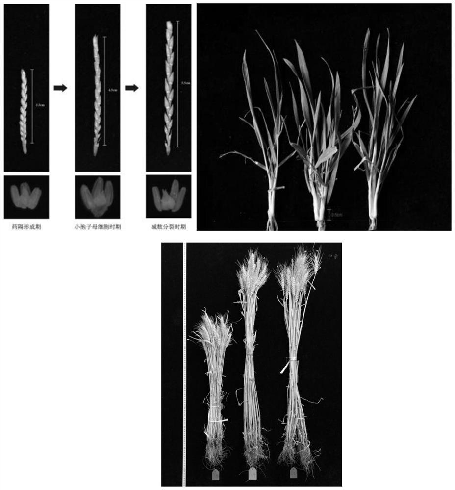 Two-line hybrid wheat yield heterosis related protein TaHMT39 and encoding gene and application thereof