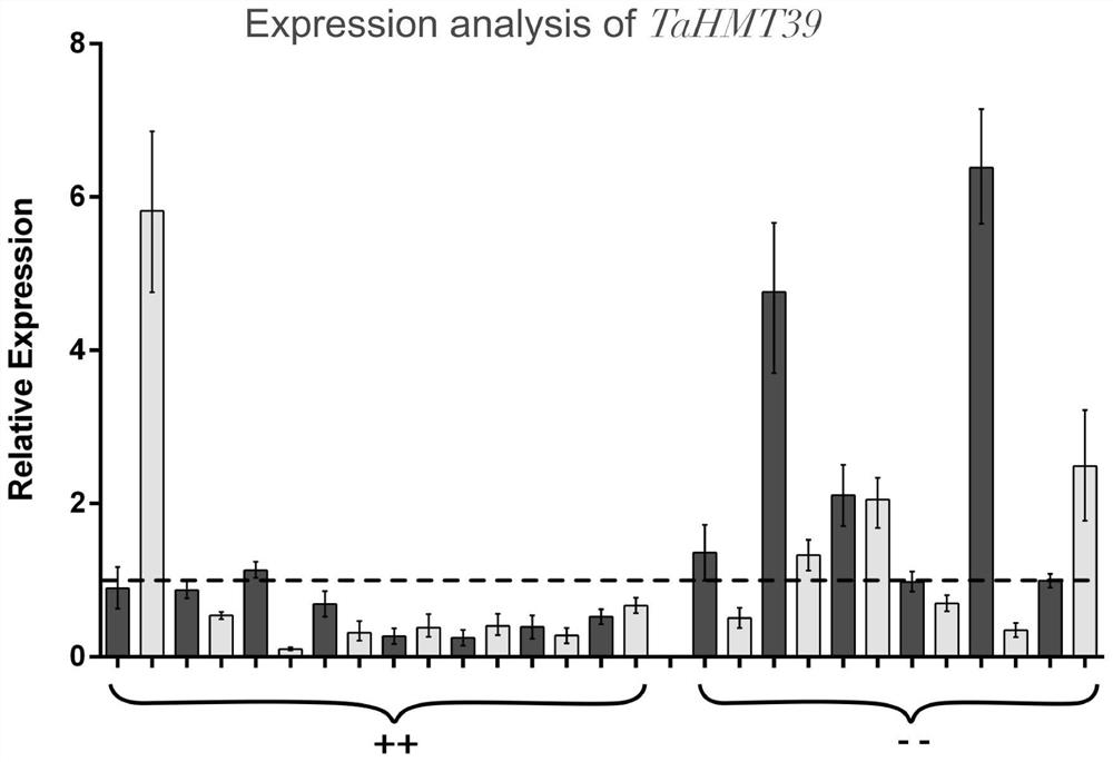 Two-line hybrid wheat yield heterosis related protein TaHMT39 and encoding gene and application thereof