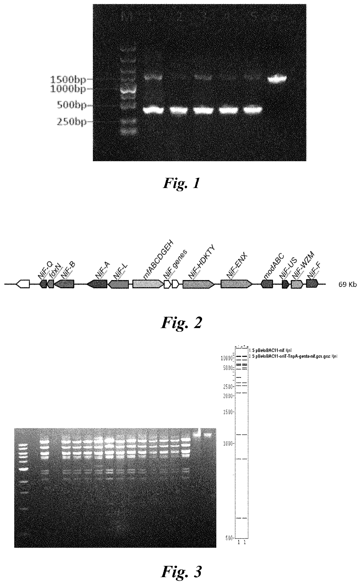 Method For Screening Pseudomonas Protegens Mutant Strain, And Application Thereof In Biological Control