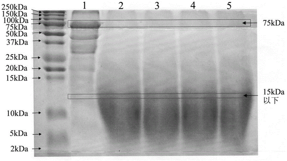 A method for hydrolyzing vegetable protein