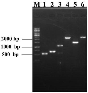 Genetically engineered bacteria with high uridine production and its construction method and application