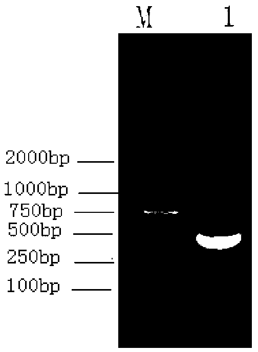 Antibody and encoding gene of mycobacterium tuberculosis Acr protein and application thereof