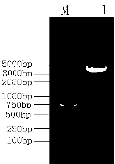 Antibody and encoding gene of mycobacterium tuberculosis Acr protein and application thereof