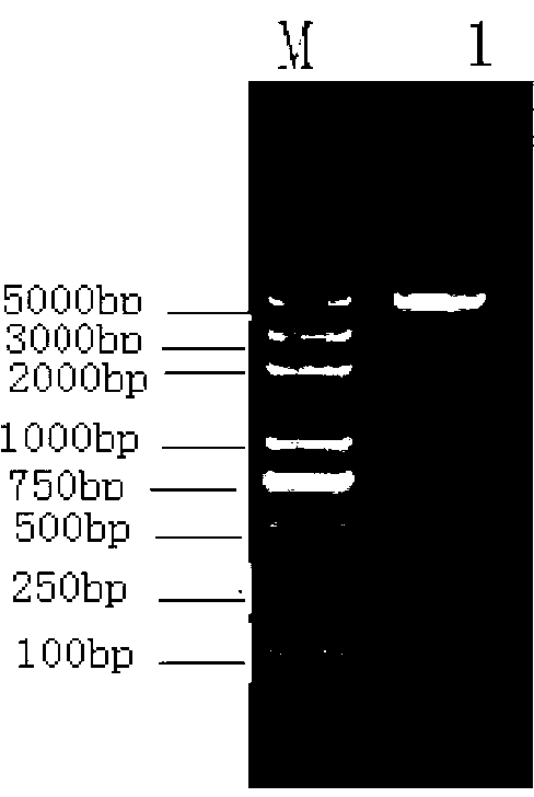 Antibody and encoding gene of mycobacterium tuberculosis Acr protein and application thereof