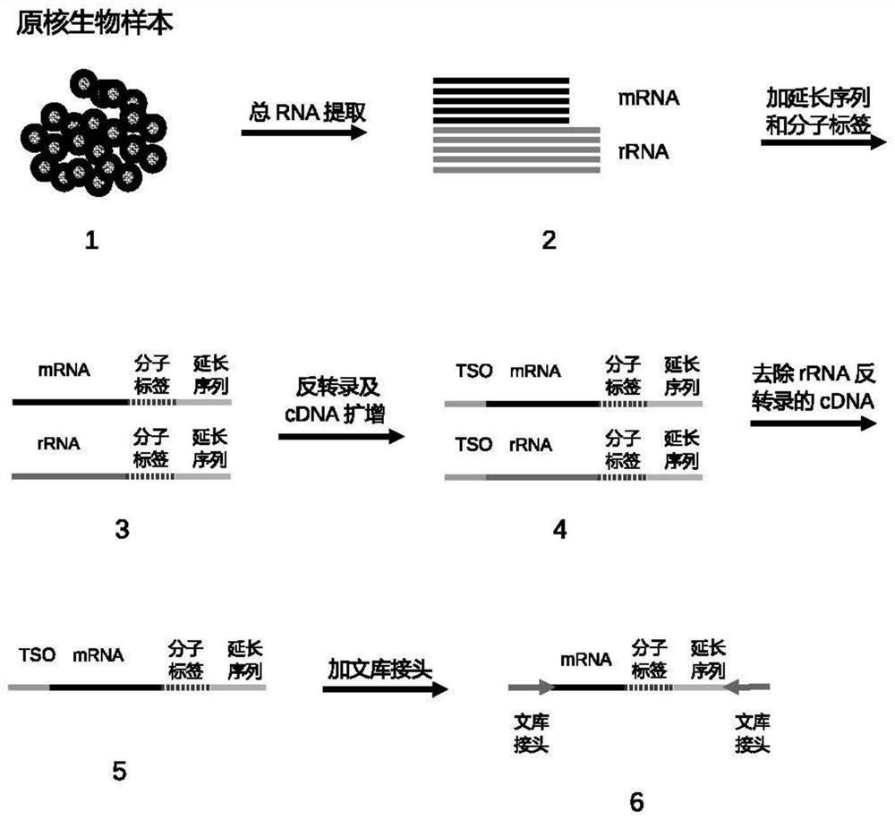 Method for constructing prokaryote RNA sequencing library