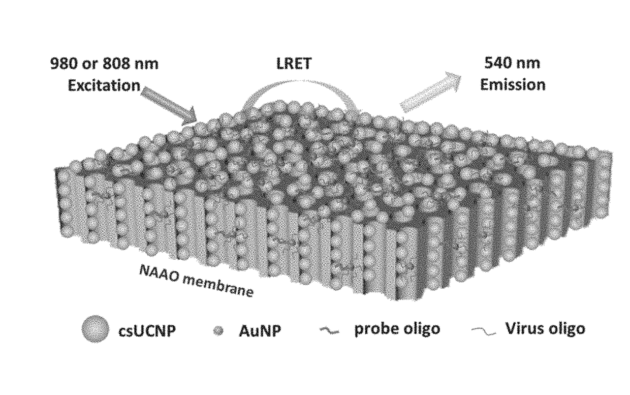 Heterogeneous microarray based hybrid upconversion nanoprobe/nanoporous membrane system