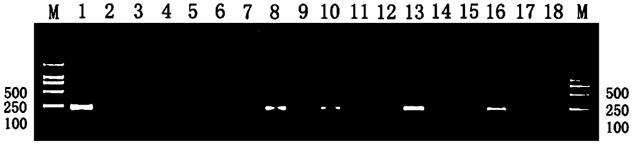 A kind of anti-toxoplasma gondii prescription drug and its screening method