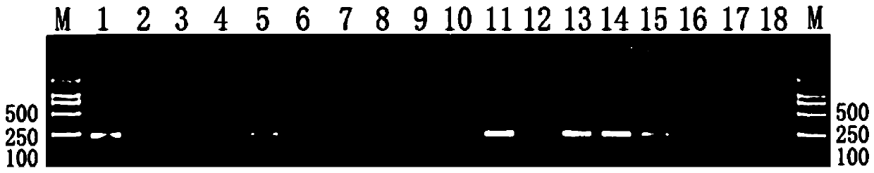 A kind of anti-toxoplasma gondii prescription drug and its screening method