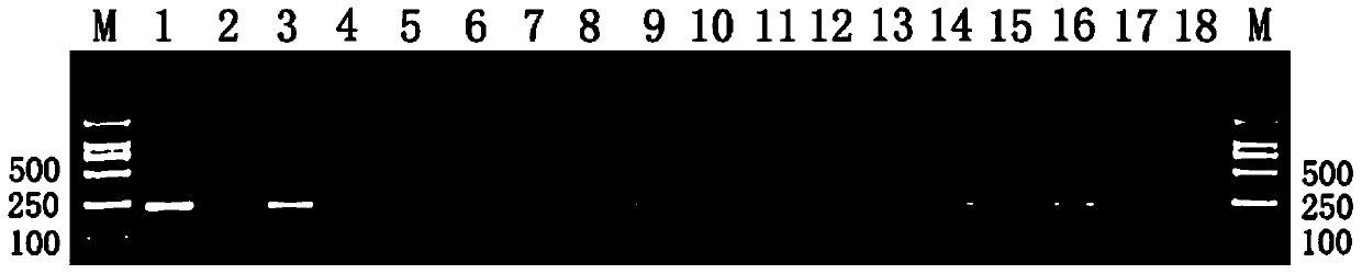 A kind of anti-toxoplasma gondii prescription drug and its screening method