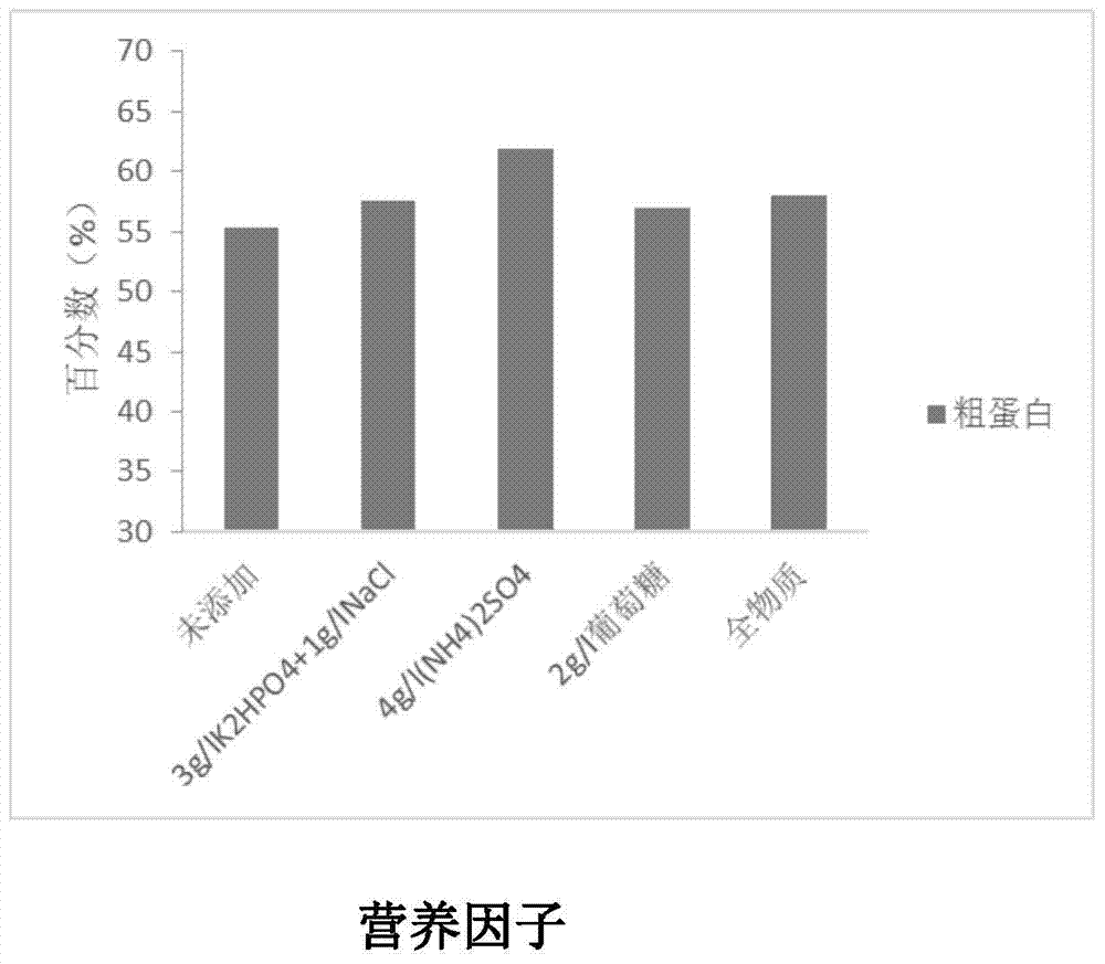 Fermented soybean meal, bacterial strain and application thereof