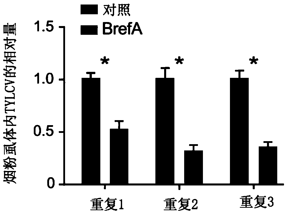 Drugs, applications and methods for controlling the transmission of geminiviruses for inhibiting the transmission of geminiviruses carried by whitefly