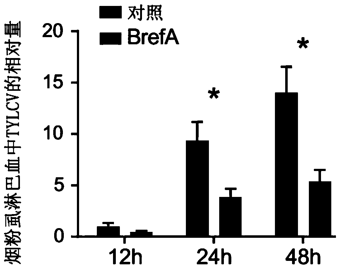 Drugs, applications and methods for controlling the transmission of geminiviruses for inhibiting the transmission of geminiviruses carried by whitefly