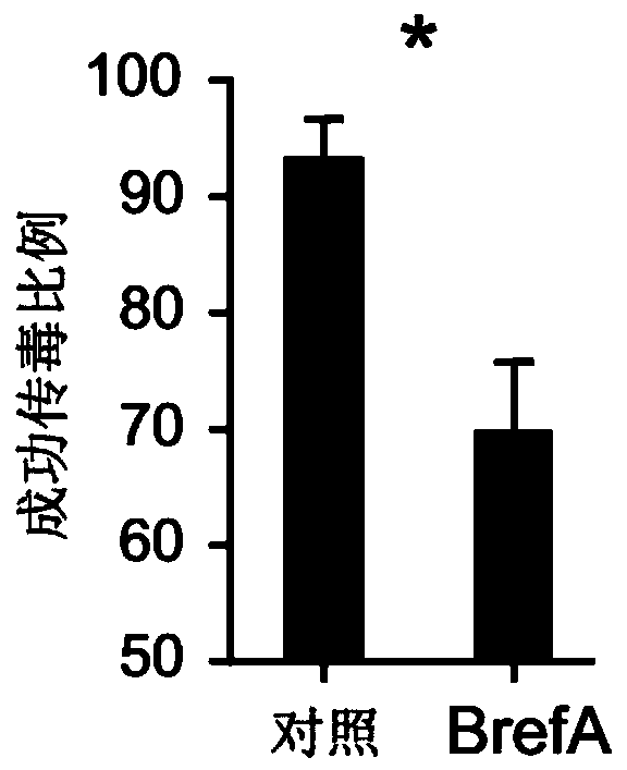 Drugs, applications and methods for controlling the transmission of geminiviruses for inhibiting the transmission of geminiviruses carried by whitefly