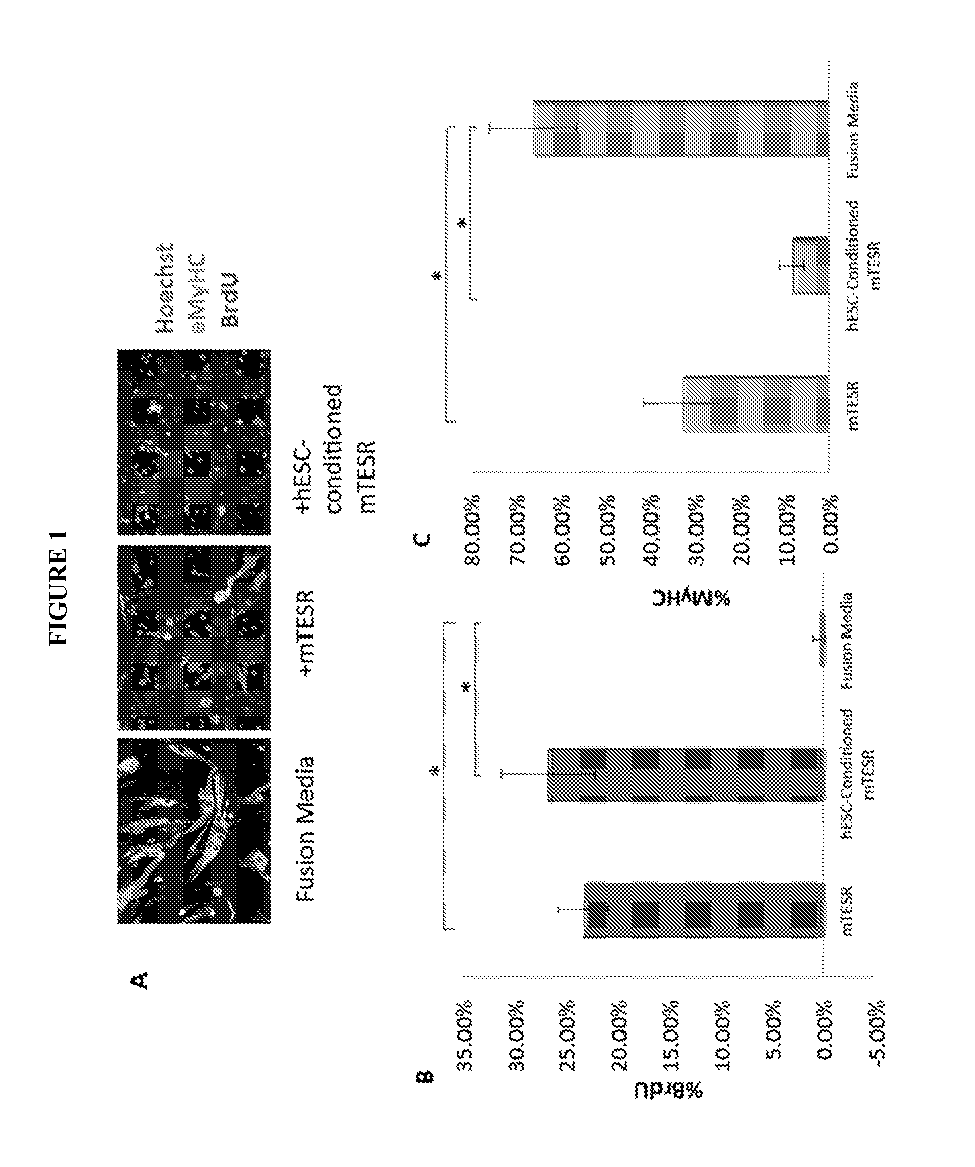 Methods and Compositions for Somatic Cell Proliferation and Viability
