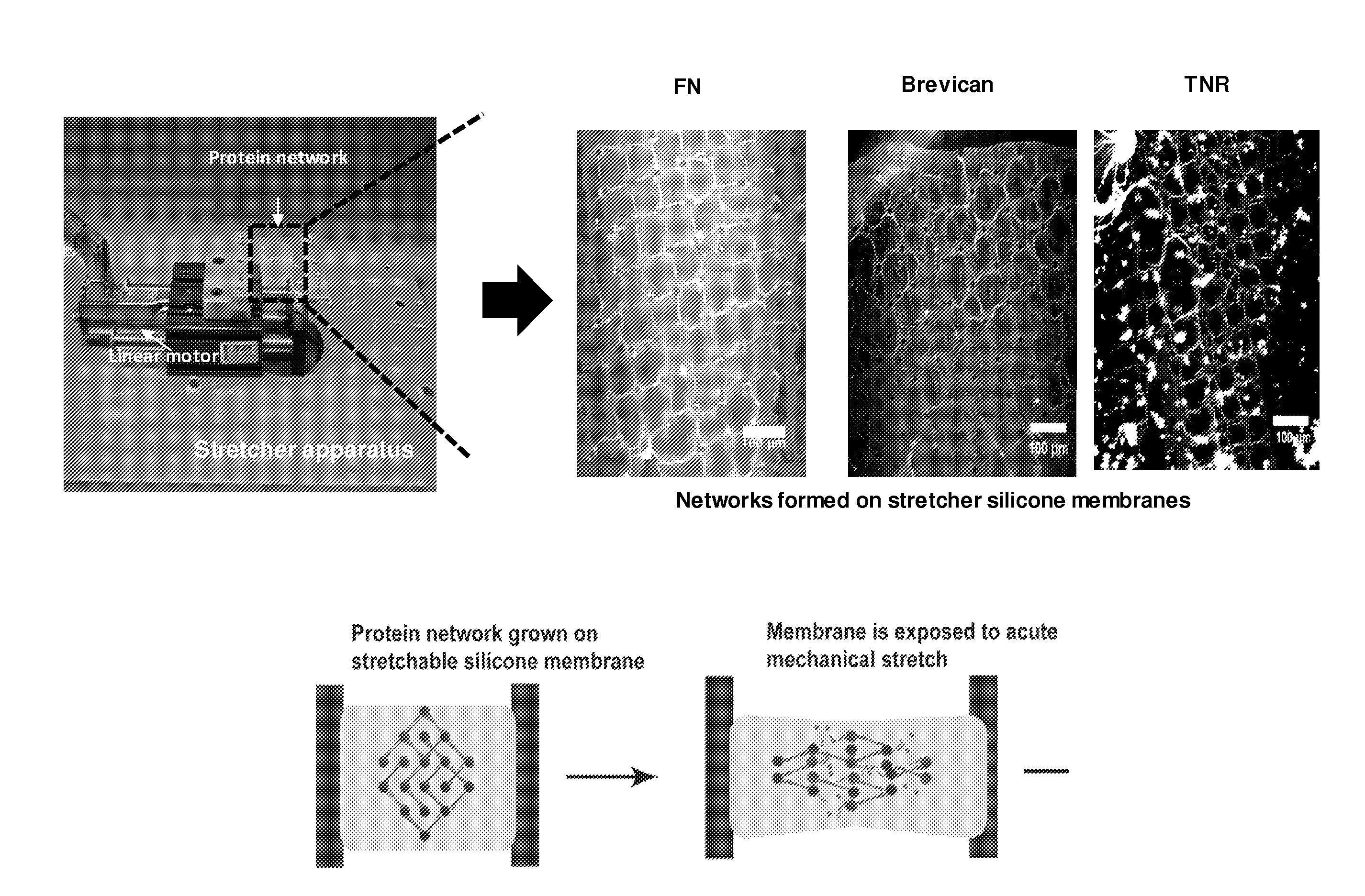 Cell-free in vitro models for traumatic brain injury and methods for preparation and use thereof