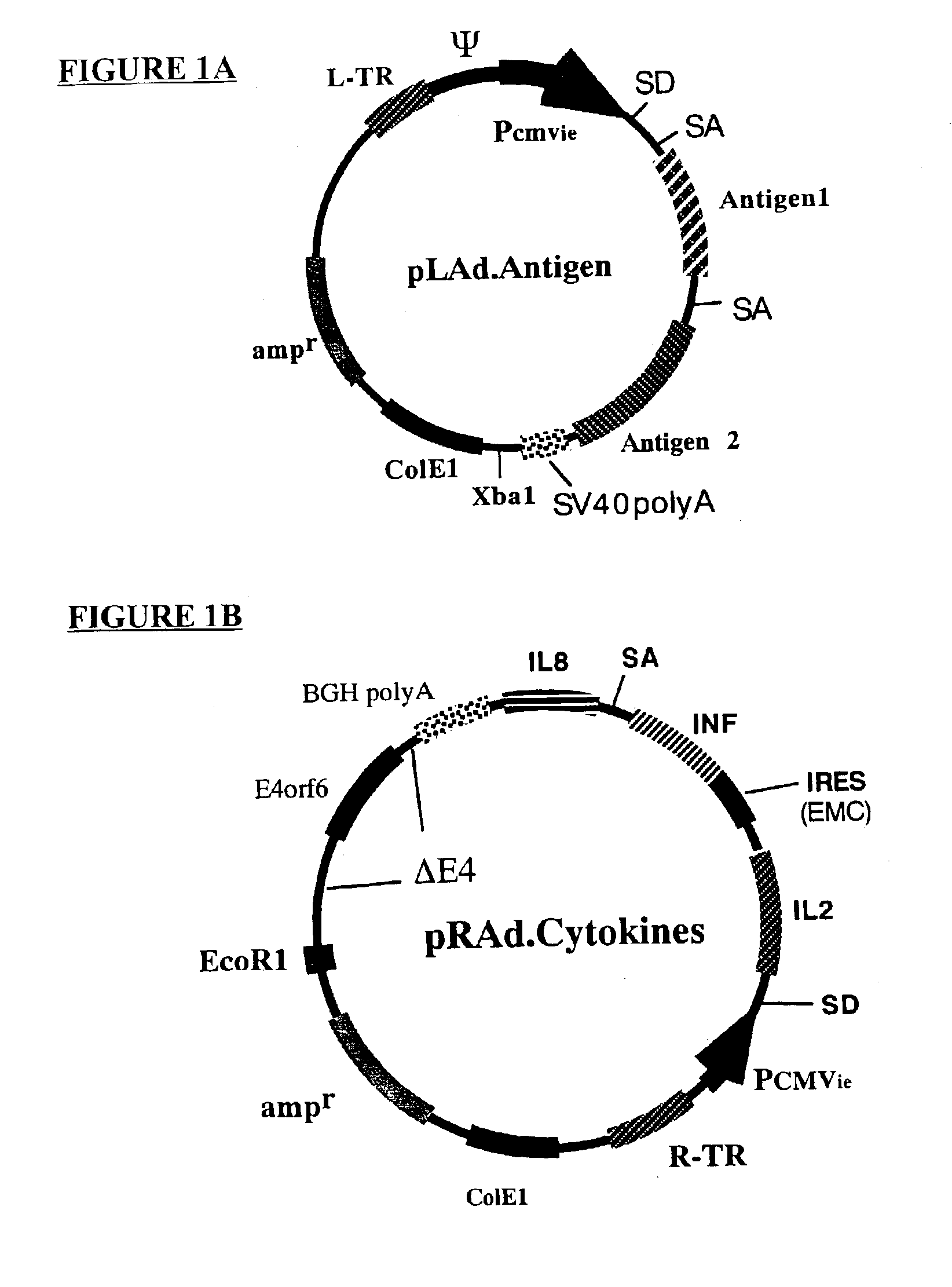 Composition and method for stimulating immune response to pathogen using complex adenoviral vector