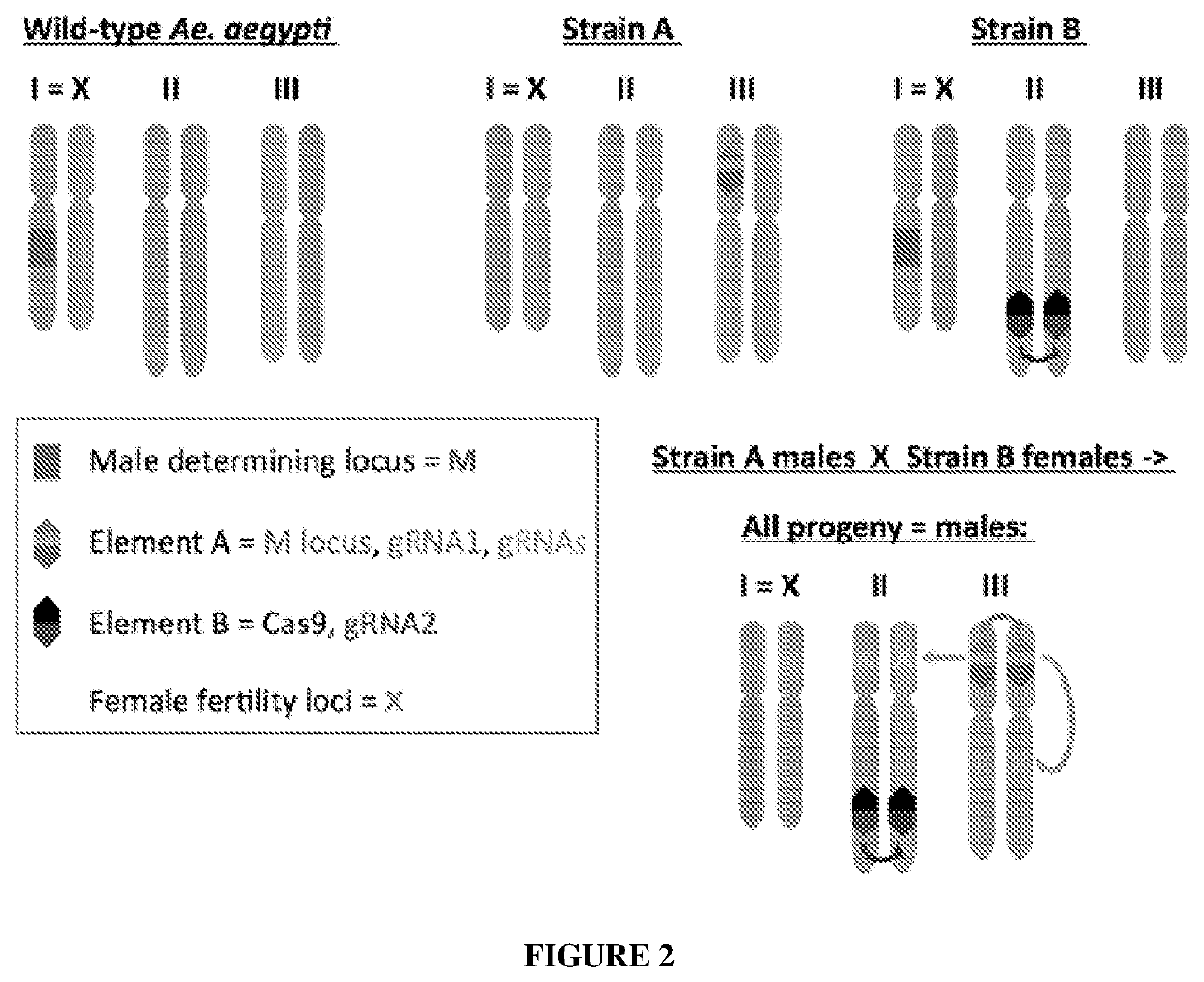 Split Trans-Complementing Gene-Drive System for Suppressing Aedes Aegypti Mosquitos