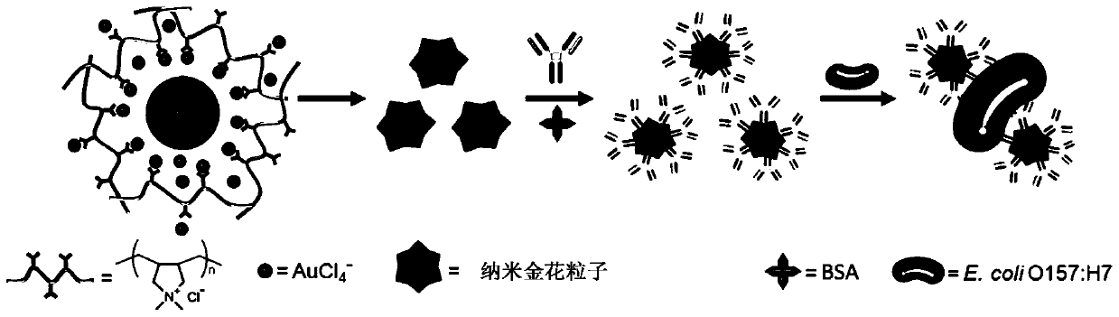 Multilevel nano gold flower, its preparation method and application