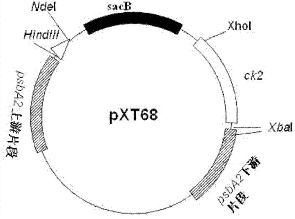 Construction body and method for improving fatty alcohol yield in cyanobacteria