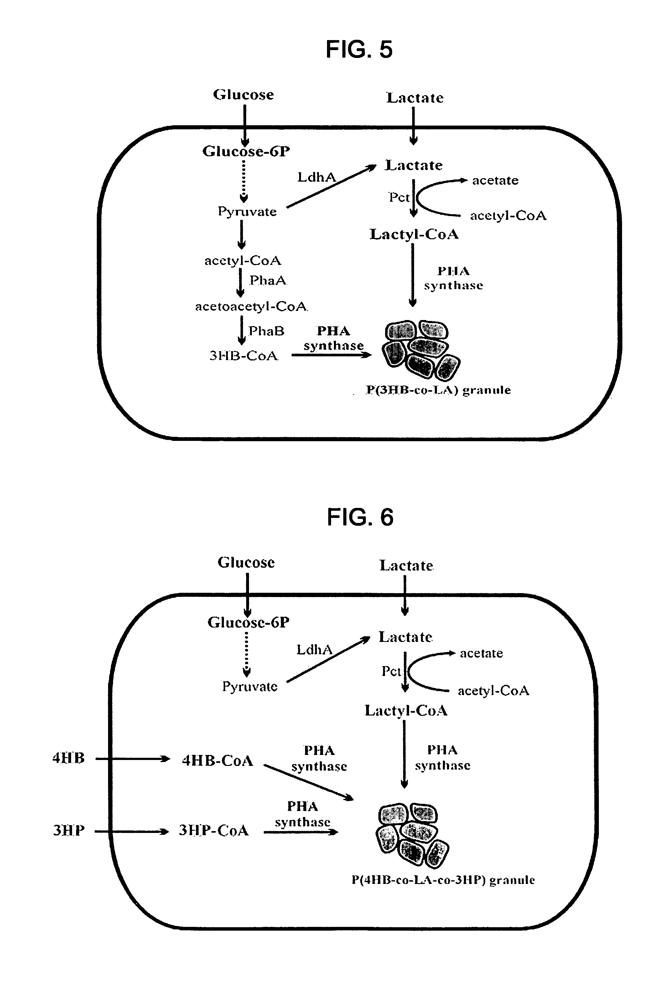 Cells or plants producing polylactate or its copolymers and uses thereof