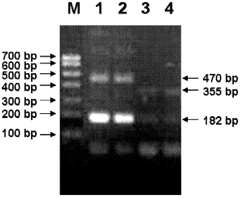 Reverse transcription-polymerase chain reaction (RT-PCR) method for verifying avian infectious bronchitis virus (IBV) epidemic strains and vaccine strains