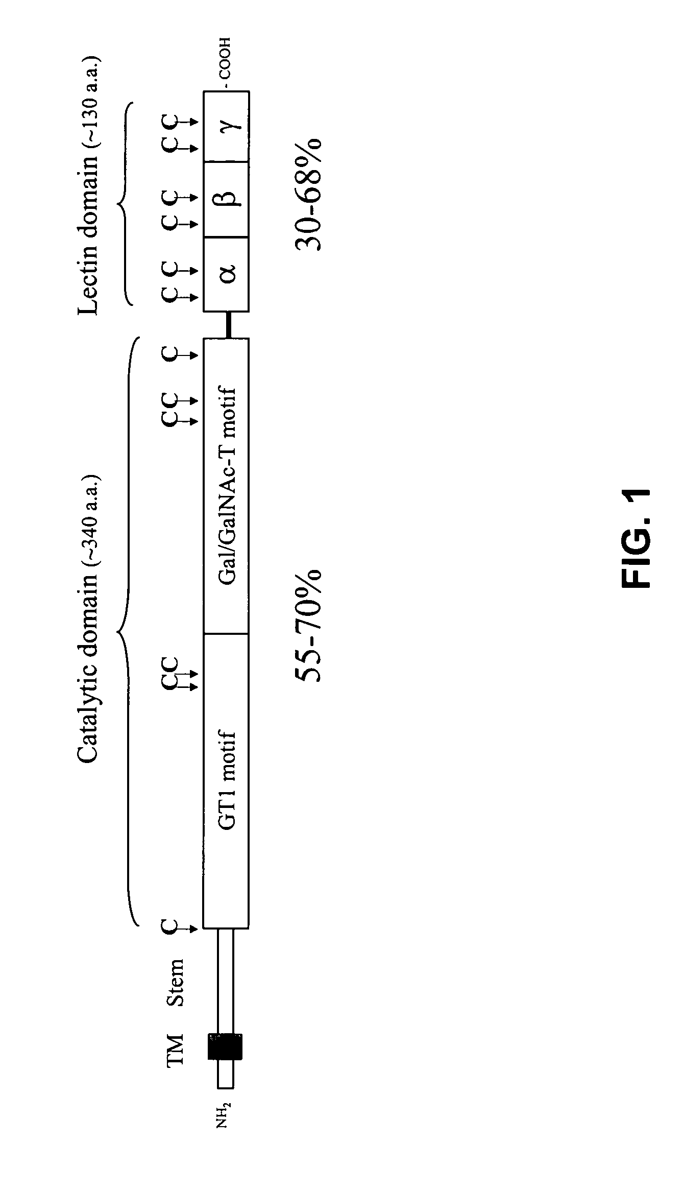 Methods to identify agents modulating functions of polypeptide galnac-transferases, pharmaceutical compositions comprising such agents and the use of such agents for preparing medicaments