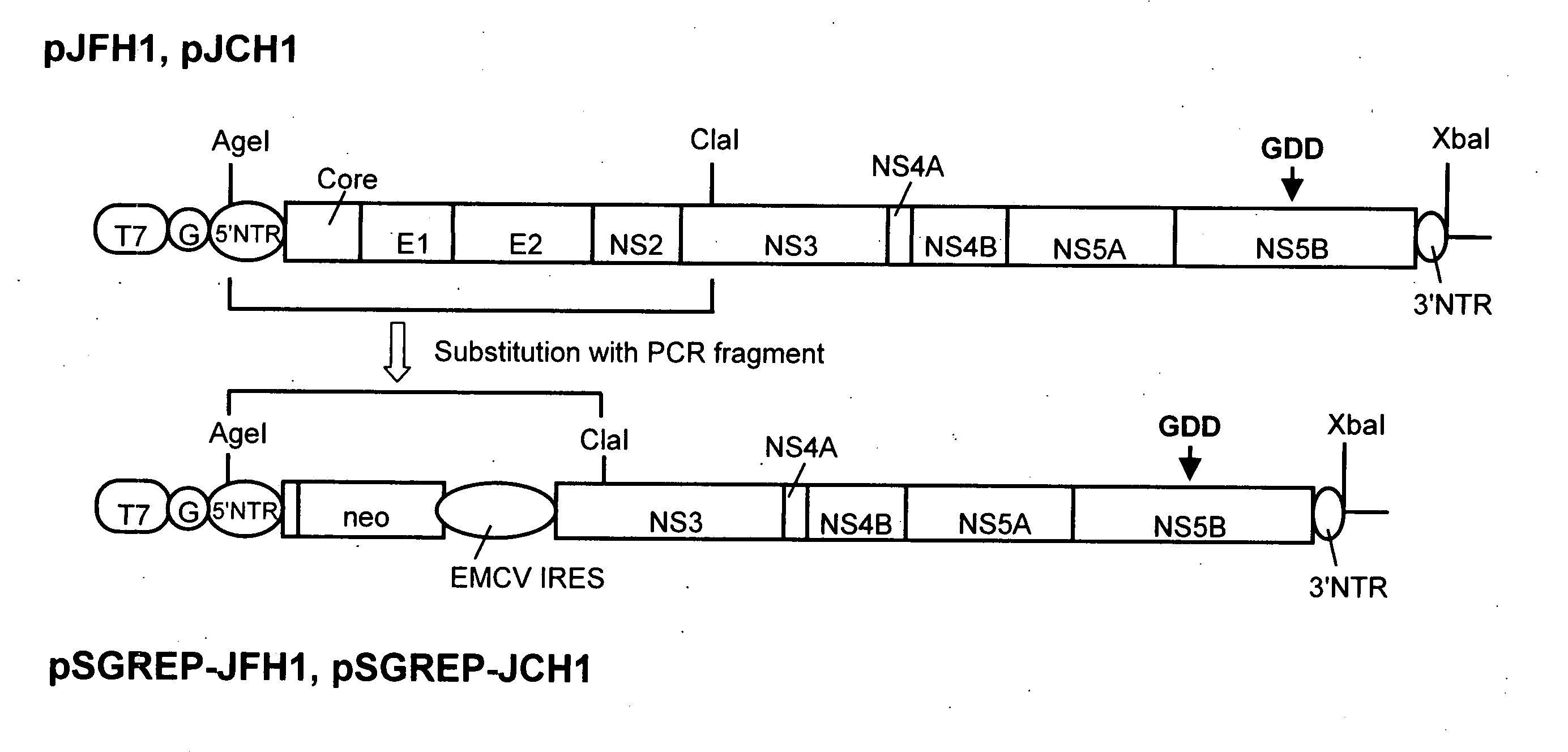 Nucleic Acid Construct Containing a Nucleic Acid Derived From the Genome of Hepatitis C Virus (Hcv) of Genotype 2A, and a Cell Having Such Nucleic Acid Construct Introduced Therein