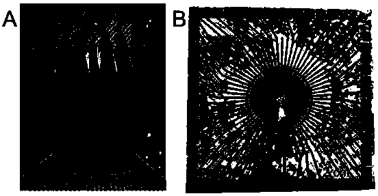 Miniature flexible biological electrode array and preparation method thereof