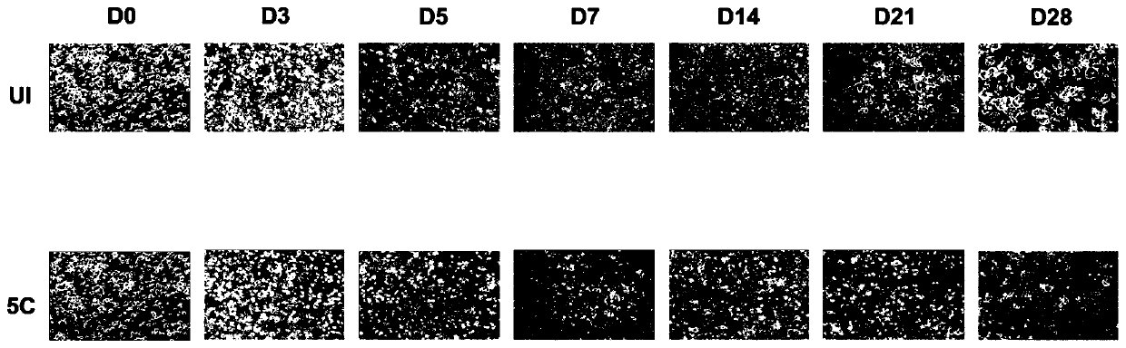 Culture method for long-term maintenance of functional state of human primary hepatocytes