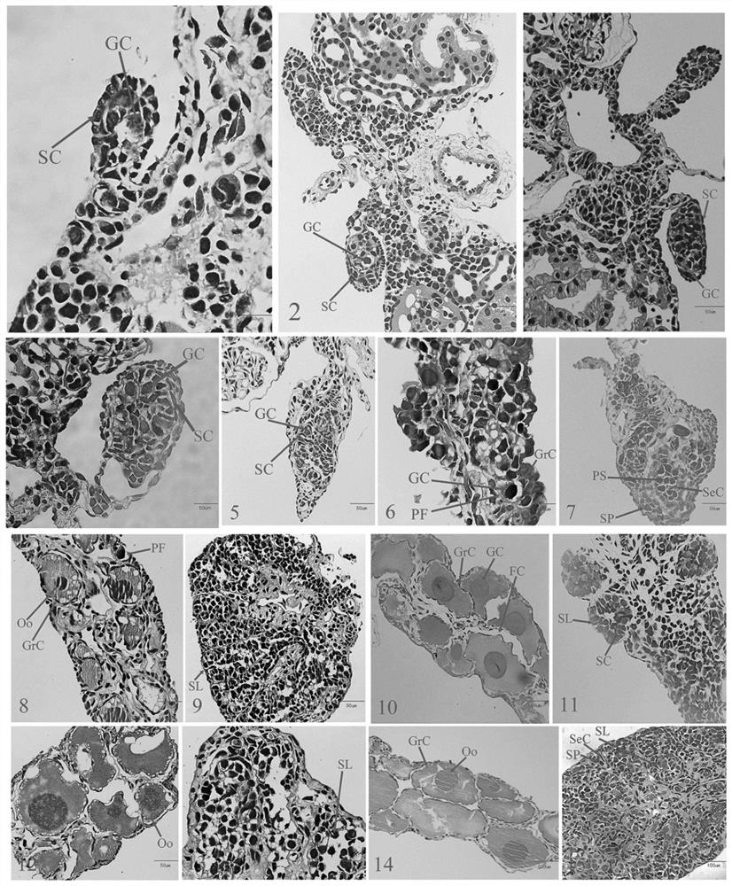 A method for masculinization of Chinese giant salamander induced by high temperature