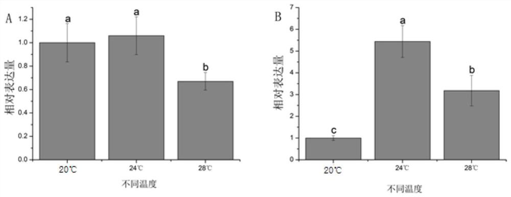 A method for masculinization of Chinese giant salamander induced by high temperature