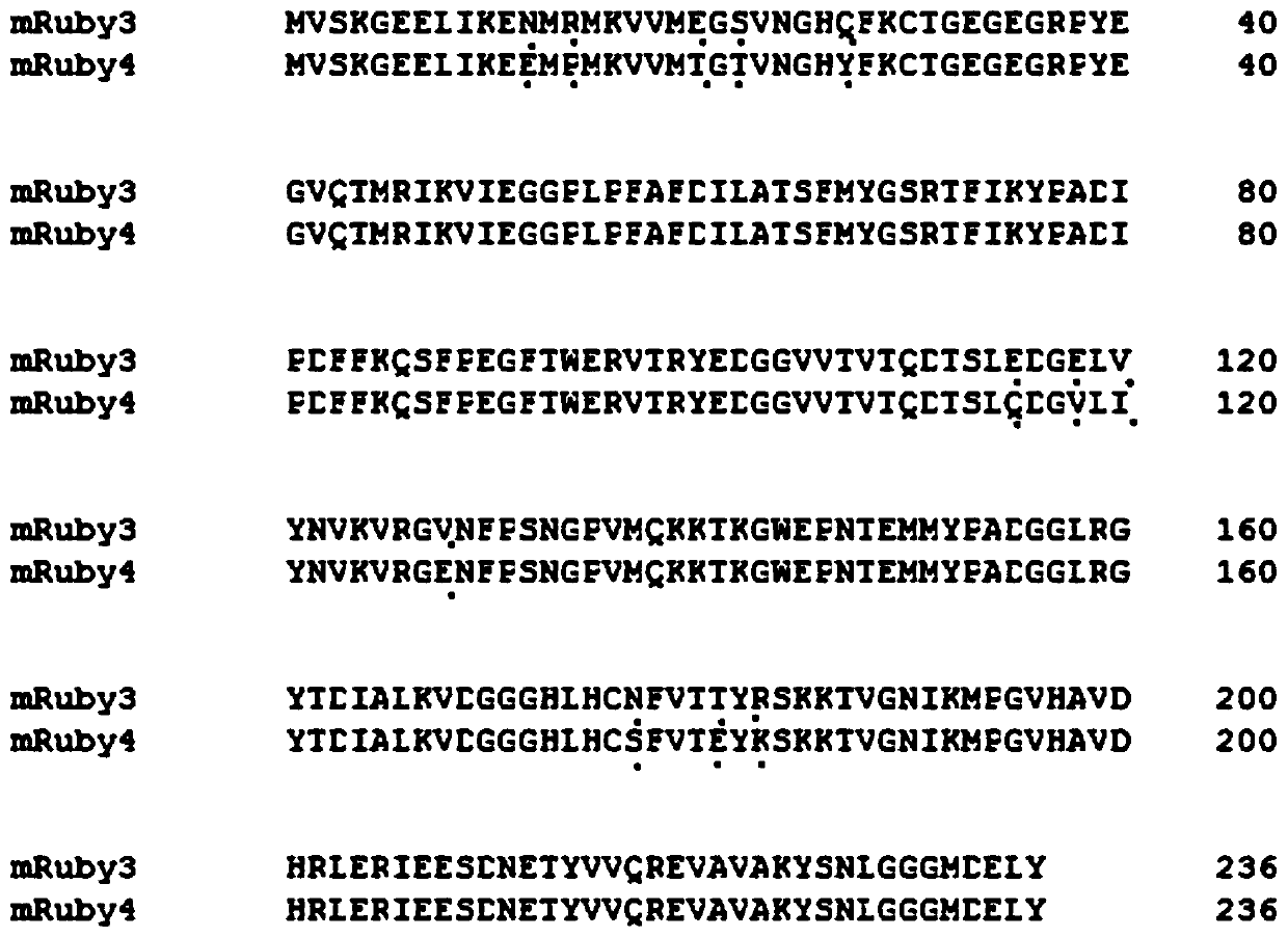 A kind of red fluorescent protein, fusion protein, isolated nucleic acid, carrier and application