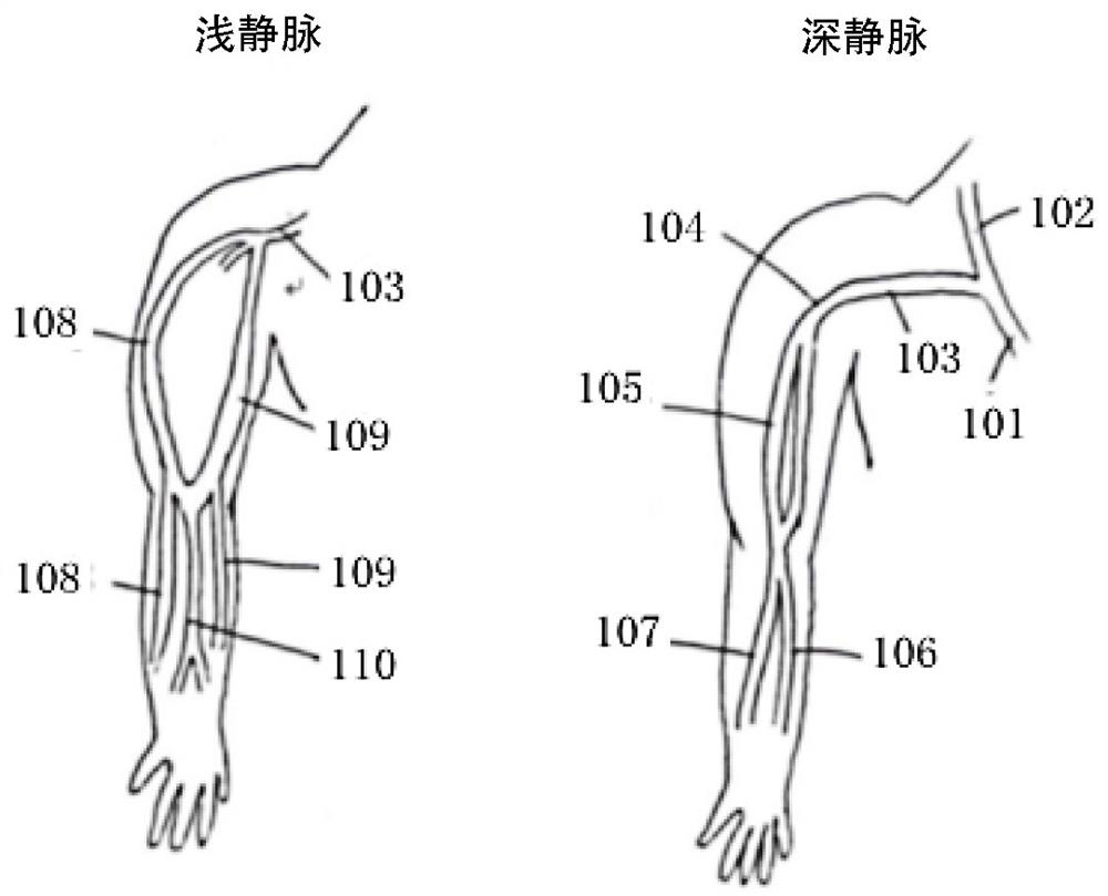 Head and neck and upper limb vein structured report design method and system