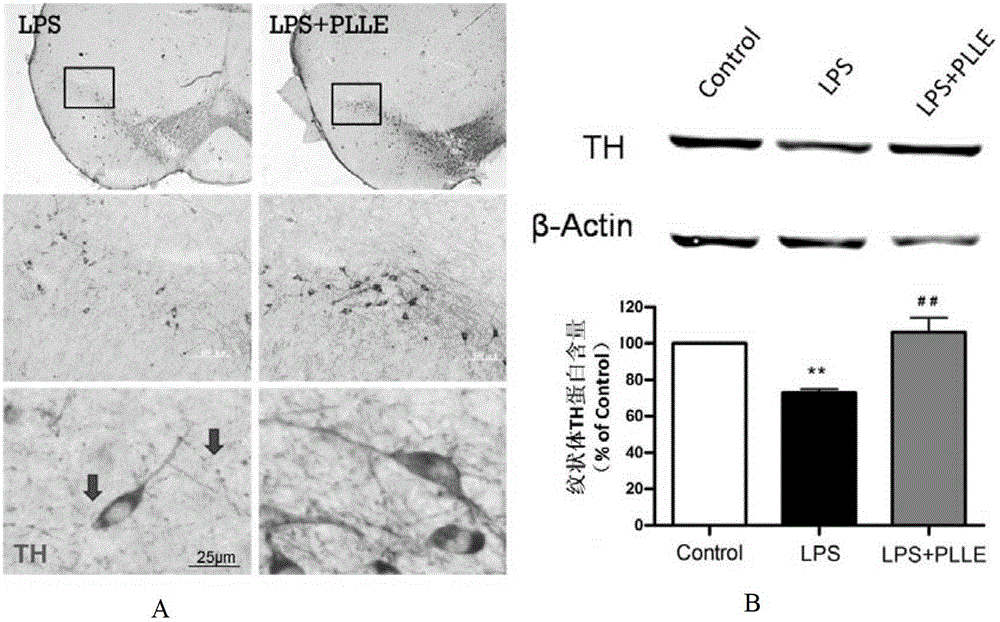 Application of Piper longum in the preparation of drugs for inhibiting neuroinflammation