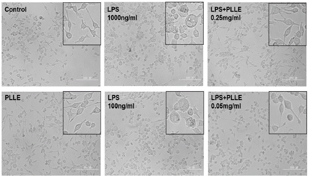 Application of Piper longum in the preparation of drugs for inhibiting neuroinflammation