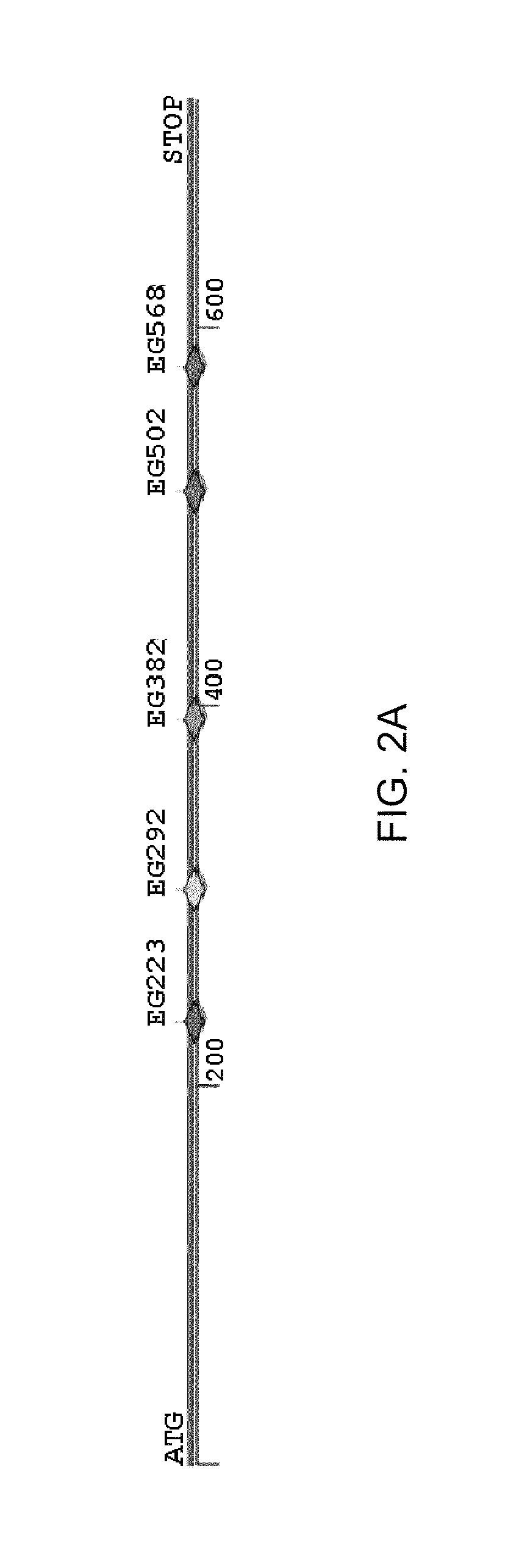 Zinc finger nuclease for the CFTR gene and methods of use thereof