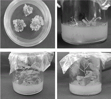 Populus genetic transformation method