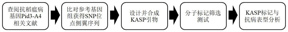 Development and application of KASP molecular marker of rice blast resistance gene Pid3-A4